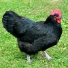 buy australorp chickens