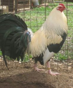 Frost Grey Fighting Bird