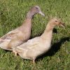 orpington ducks for sale3