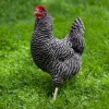 barred plymouth rock hens for sale 2