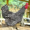 plymouth rock chicken for sale1
