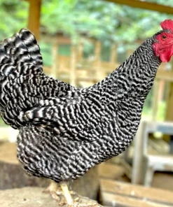 plymouth rock chicken for sale1