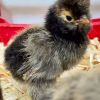 golden laced polish day old chicks