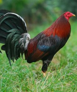 democrat gamefowl for sale