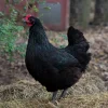 buy australorp chickens2