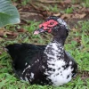 Black Muscovy Duck
