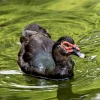 Black Muscovy Duck