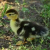 black muscovy ducklings for sale 2