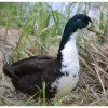 swedish blue duck for sale