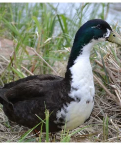 swedish blue duck for sale