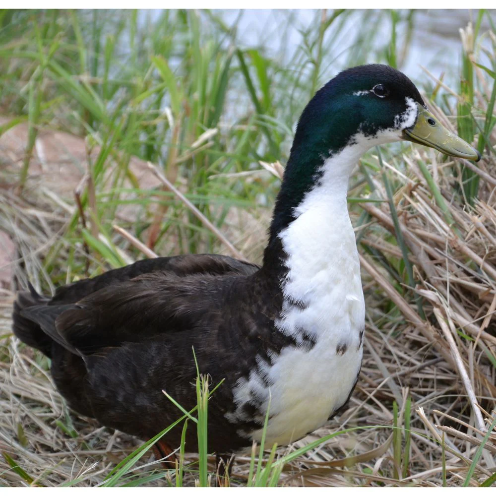 black-swedish-duck swedish blue duck for sale