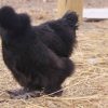 black silkie chickens for sale4