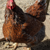 Red Laced Wyandottes
