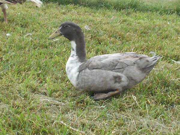 blue_swedish swedish blue duck for sale2