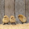 BUFF SILKIES day old chicks