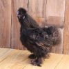 black silkie chickens for sale5