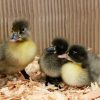 blue swedish ducklings for sale