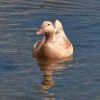 buff-duck-swimming1