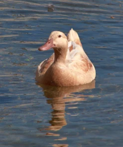 buff-duck-swimming1