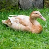 orpington ducks for sale