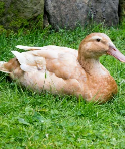 orpington ducks for sale