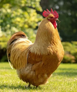 buff orpington roosters