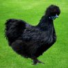 black silkie chickens for sale3