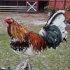 whitehackle gamefowl for sale 4