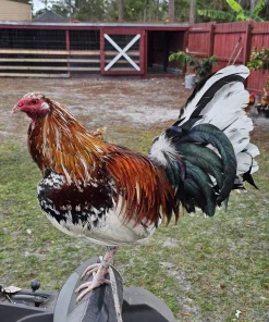 whitehackle gamefowl for sale 4