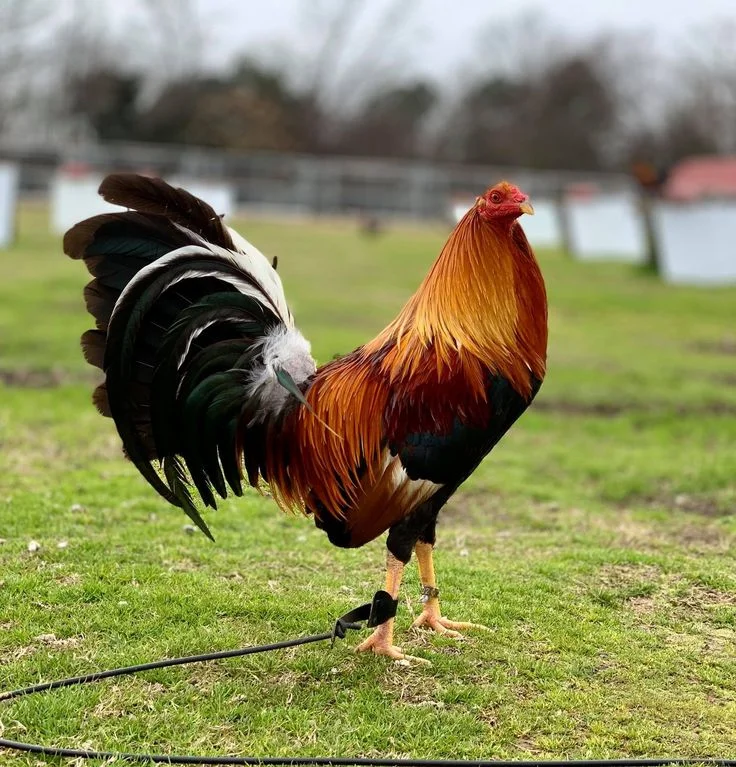 Yellow Leg Hatch Rooster for Sale Yellow Leg Hatch Roosters for Sale
