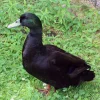 cayuga-duck