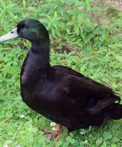 cayuga-duck
