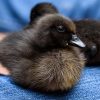 cayuga ducklings for sale