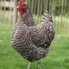 barred plymouth rock hens for sale 1
