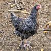 cuckoo maran chickens for sale2
