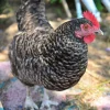 cuckoo maran chickens for sale1