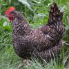 cuckoo maran chickens for sale4