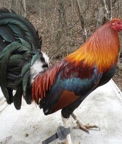 blueface hatch rooster