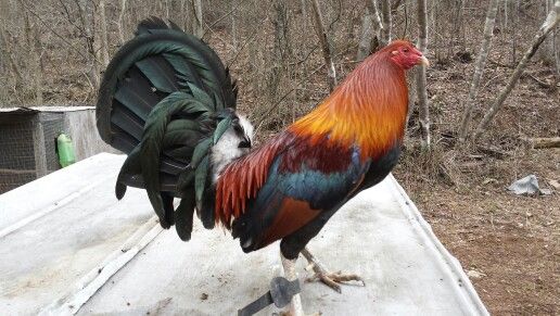 blueface hatch rooster blueface hatch rooster