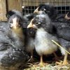 dominique chicks for sale