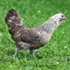 Easter Egger Bantam