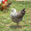Baby Chicks: Easter Egger Bantam