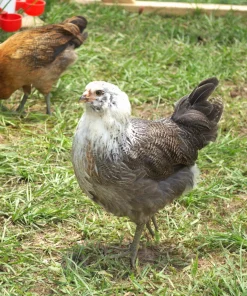Baby Chicks: Easter Egger Bantam