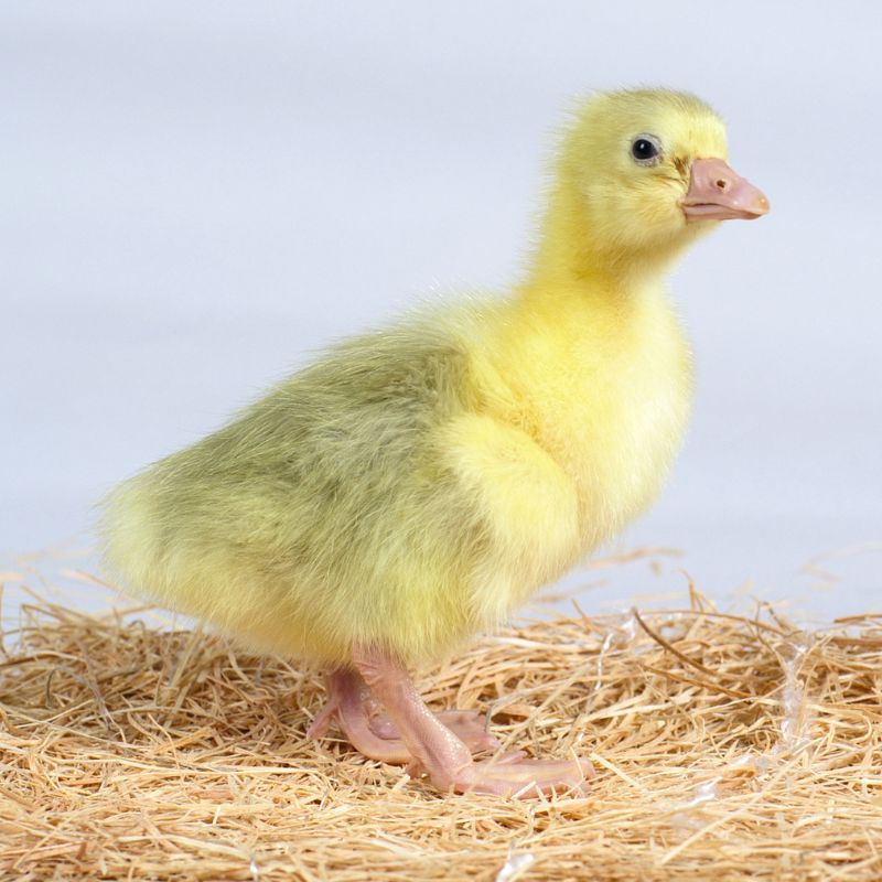 Buy sexed live Embden day-old gosling Buy sexed live Embden day-old gosling