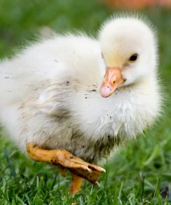 Sebastopol gosling week old