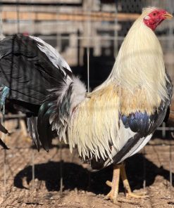 Frost Grey Cock for Sale
