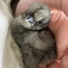 black silkies day old chicks