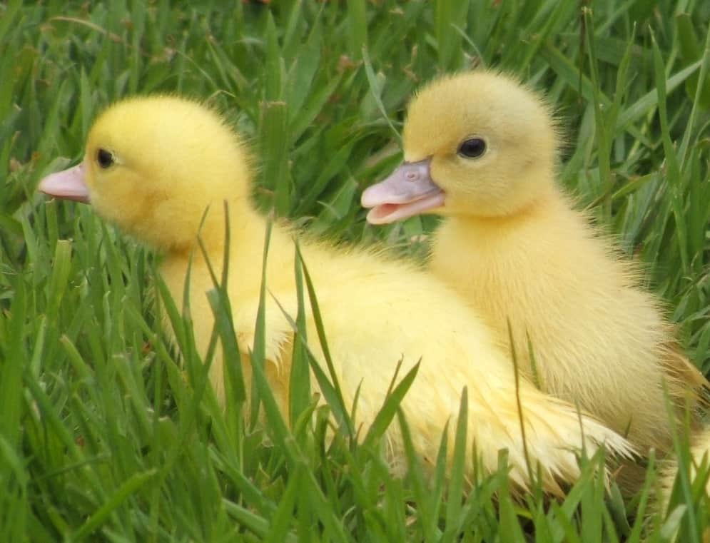 Muscovy Muscovy