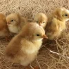 jubilee orpington day old chicks