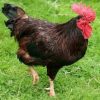 rhode island red rooster for sale